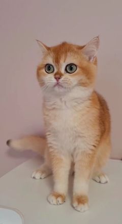 BKH Deckkater WCF Champion Black Flaxen Gold Ticked