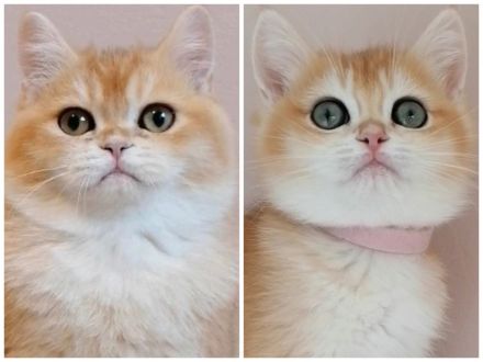 BKH Deckkater WCF Champion Black Flaxen Gold Ticked