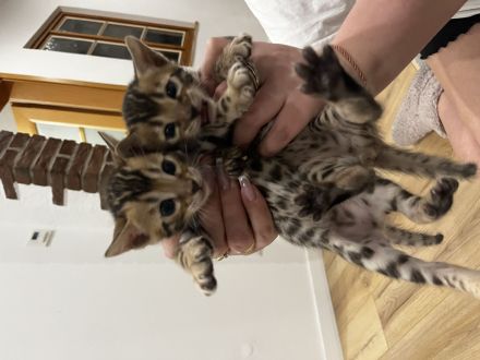 Reinrassige Bengal Kitten mit Champion-Genen | Katze