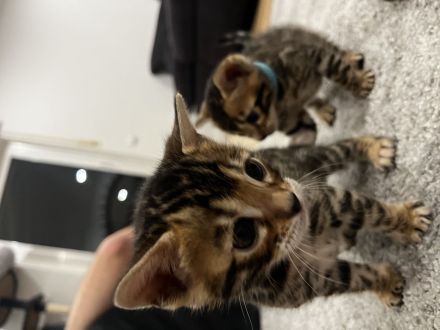 Reinrassige Bengal Kitten mit Champion-Genen | Katze