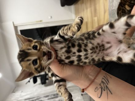 Reinrassige Bengal Kitten mit Champion-Genen | Katze