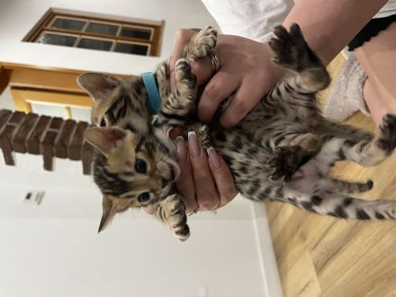 Reinrassige Bengal Kitten mit Champion-Genen | Katze