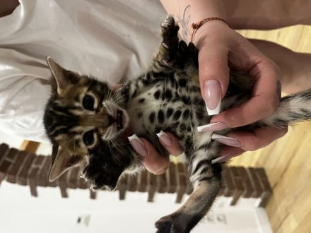 Reinrassige Bengal Kitten mit Champion-Genen | Katze
