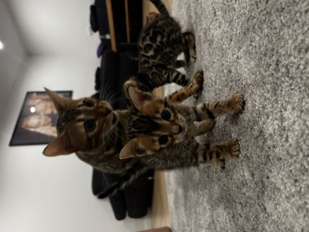Reinrassige Bengal Kitten mit Champion-Genen | Katze