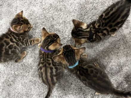 Reinrassige Bengal Kitten mit Champion-Genen | Katze