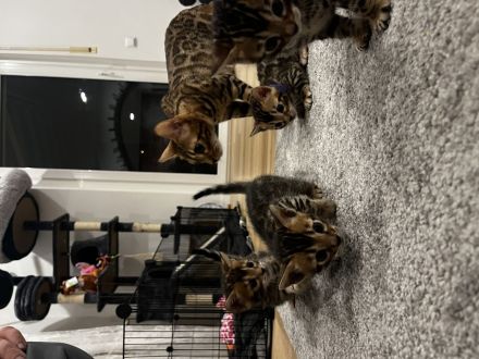 Reinrassige Bengal Kitten mit Champion-Genen | Katze