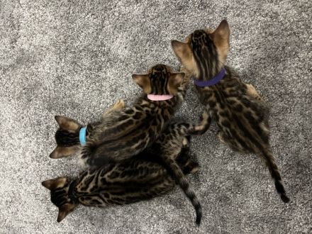 Reinrassige Bengal Kitten mit Champion-Genen | Katze
