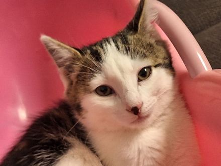 Europäische Kurzharar Kater