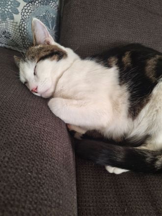 Europäische Kurzharar Kater