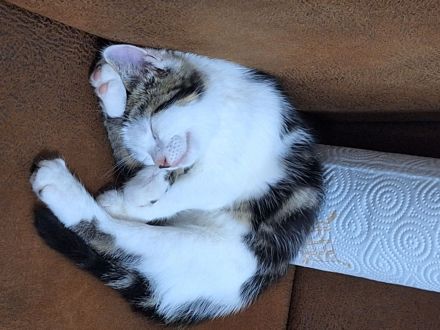 Europäische Kurzharar Kater