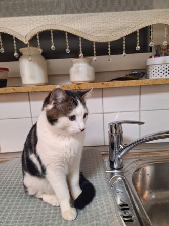 Europäische Kurzharar Kater