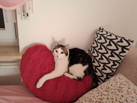 Europäische Kurzharar Kater