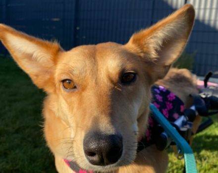 Speranta: Lebensfreude pur auf zwei Beinen und zwei Rädern