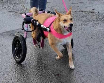 Speranta: Lebensfreude pur auf zwei Beinen und zwei Rädern