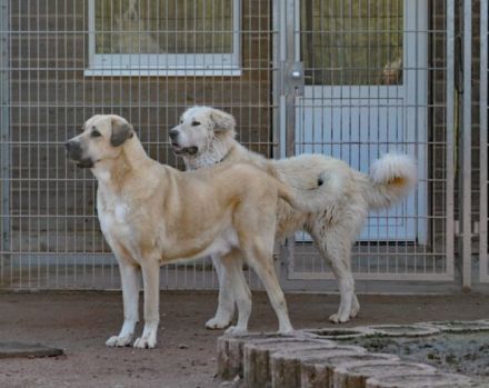 Stattlich und sensibel: Boss. Er sucht ein Zuhause.