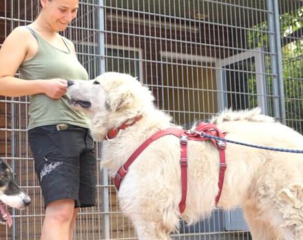 Stattlich und sensibel: Boss. Er sucht ein Zuhause.