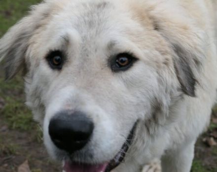 Stattlich und sensibel: Boss. Er sucht ein Zuhause.