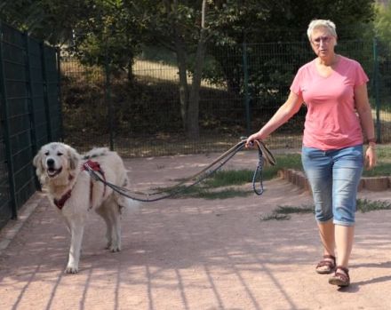 Stattlich und sensibel: Boss. Er sucht ein Zuhause.