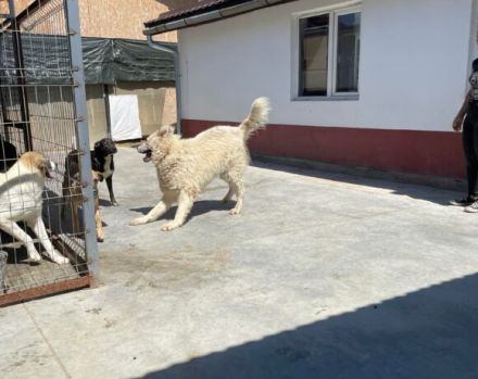 Stattlich und sensibel: Boss. Er sucht ein Zuhause.