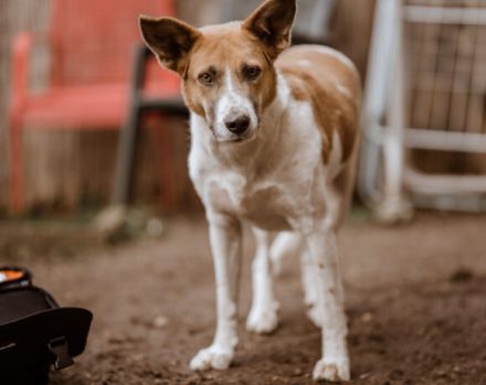 Dürfen wir vorstellen: Draga. Sie sucht ein Zuhause.