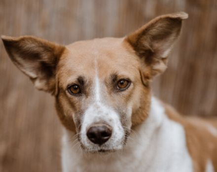 Dürfen wir vorstellen: Draga. Sie sucht ein Zuhause.