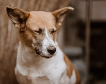 Dürfen wir vorstellen: Draga. Sie sucht ein Zuhause.