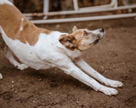 Dürfen wir vorstellen: Draga. Sie sucht ein Zuhause.