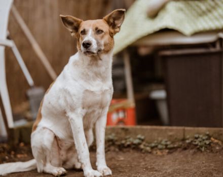 Dürfen wir vorstellen: Draga. Sie sucht ein Zuhause.