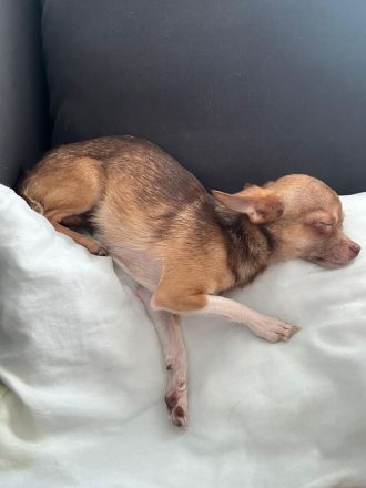 Chihuahua rüde 5 Monate alt