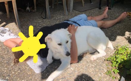 Rudeltier Johan sucht ein liebevolles Zuhause.