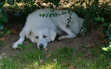 Rudeltier Johan sucht ein liebevolles Zuhause.