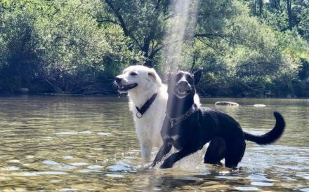 Rudeltier Johan sucht ein liebevolles Zuhause.