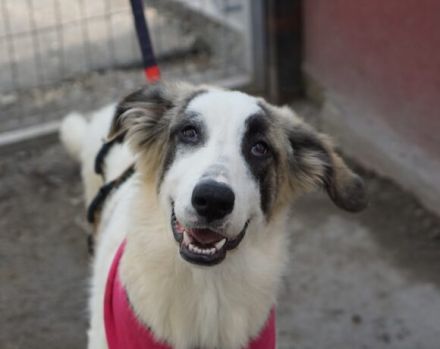 Die flauschige Laini sucht ein Zuhause.