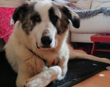 Die flauschige Laini sucht ein Zuhause.