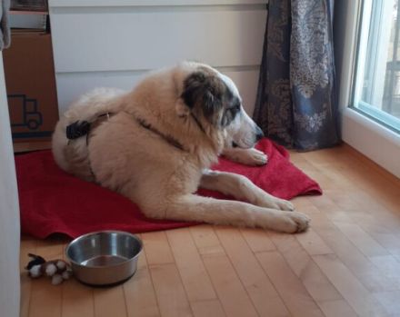 Die flauschige Laini sucht ein Zuhause.