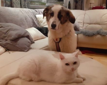 Die flauschige Laini sucht ein Zuhause.