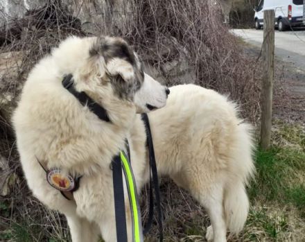 Die flauschige Laini sucht ein Zuhause.