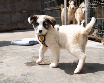 Die flauschige Laini sucht ein Zuhause.