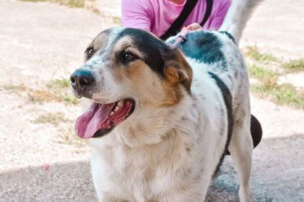 Pfiffiger Huckleberry Finn sucht ein Zuhause.
