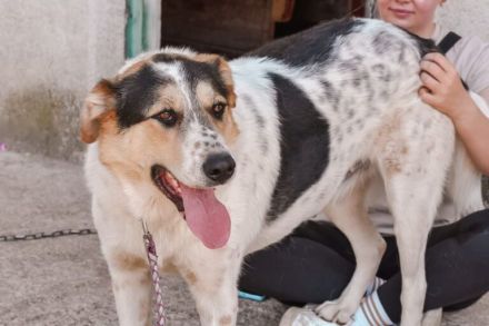 Pfiffiger Huckleberry Finn sucht ein Zuhause.