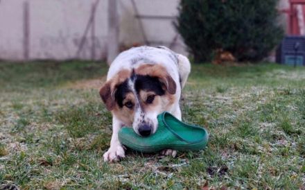 Pfiffiger Huckleberry Finn sucht ein Zuhause.