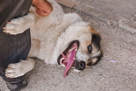 Pfiffiger Huckleberry Finn sucht ein Zuhause.