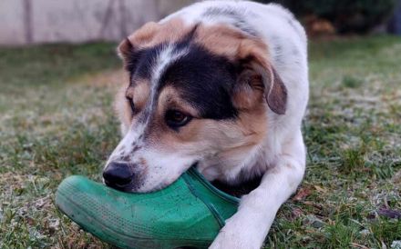 Pfiffiger Huckleberry Finn sucht ein Zuhause.