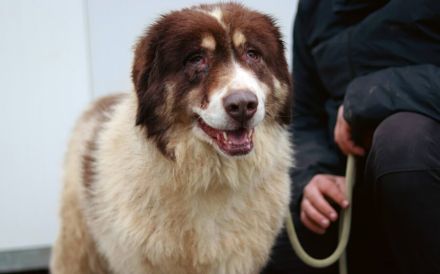 Aller guten Dinge sind drei. Dreibeinige Clementine sucht ein Zuhause