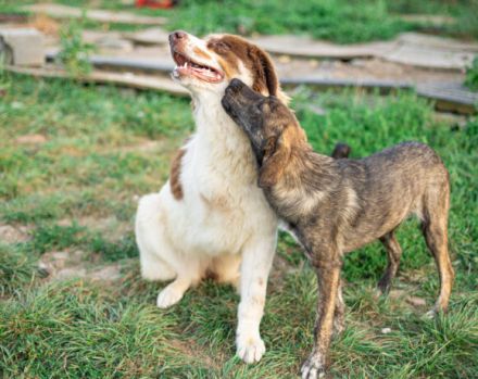 Aller guten Dinge sind drei. Dreibeinige Clementine sucht ein Zuhause
