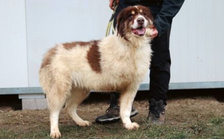Aller guten Dinge sind drei. Dreibeinige Clementine sucht ein Zuhause