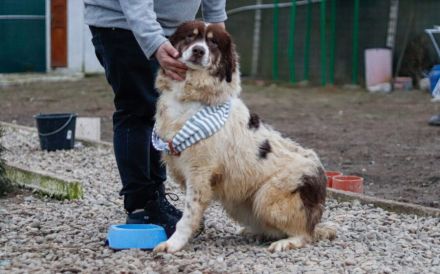 Aller guten Dinge sind drei. Dreibeinige Clementine sucht ein Zuhause