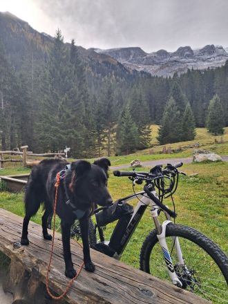 Lupi (12 Monate, Schwarzer Schäfer/Flat Coated Retriever)