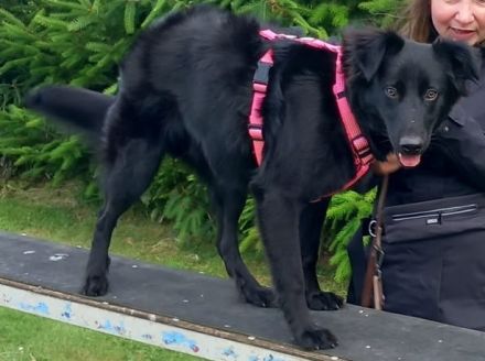 Lupi (12 Monate, Schwarzer Schäfer/Flat Coated Retriever)