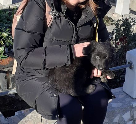 Lupi (12 Monate, Schwarzer Schäfer/Flat Coated Retriever)